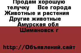 Продам хорошую телучку. - Все города Животные и растения » Другие животные   . Амурская обл.,Шимановск г.